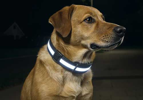 Dog Collar Safety & Protection Series