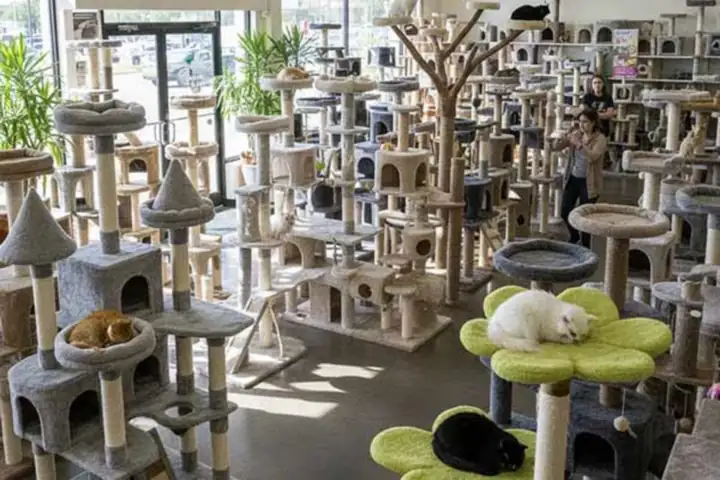 Cat Tree & Scratcher