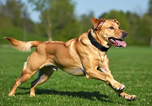 Dog Collar Training Series