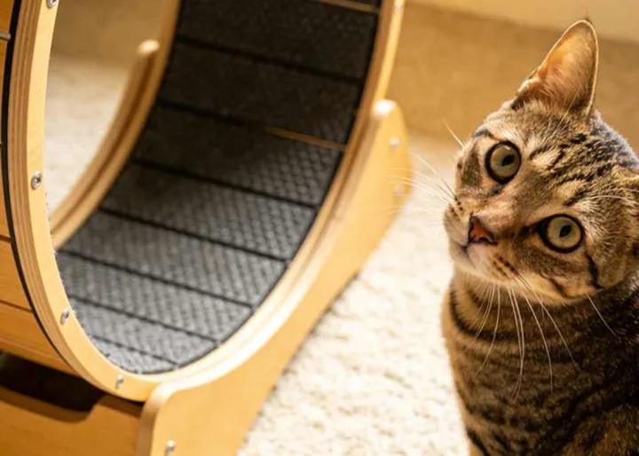 Cat Hamster Wheel