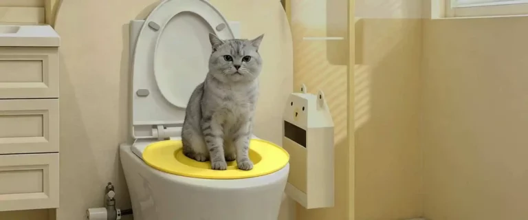 Cat Toilet Trainer