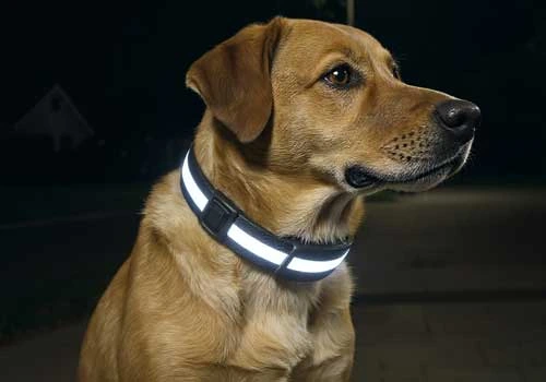 LED Light-Up Safety Dog Collar — Wholesale & OEM