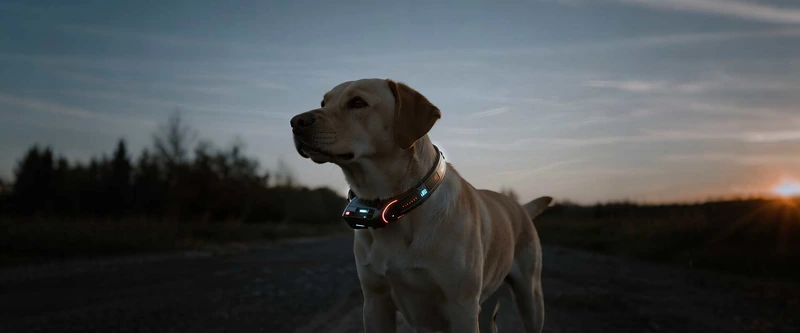 Personalized nylon dog collar close-up on a dog